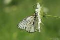 Aporia crataegi (Alıçbeyazı)